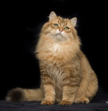 Siberian male cat