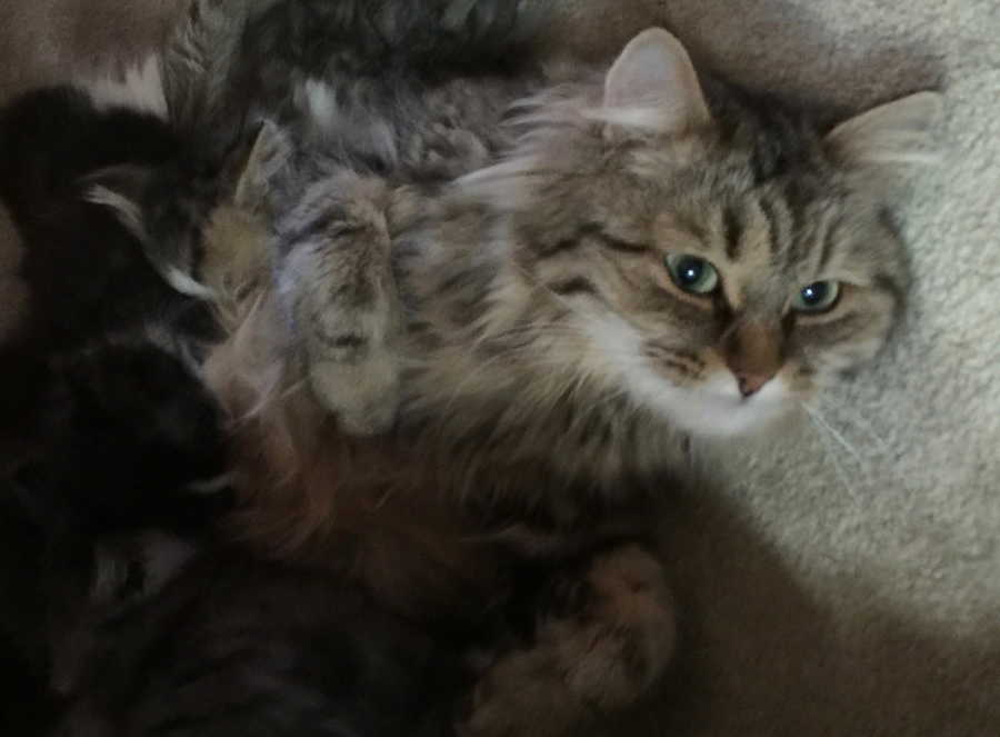 biscuits dog groomer