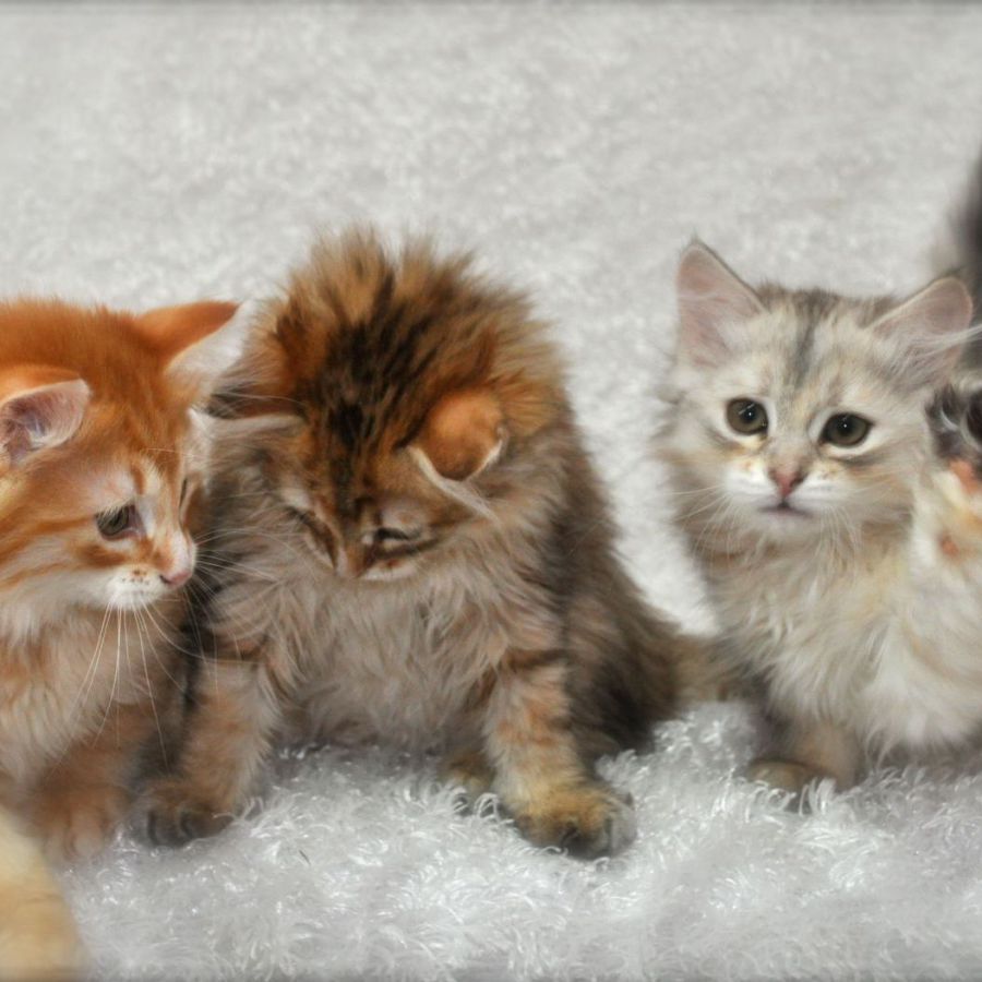 Siberian Cats and Kittens for Sale 